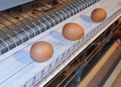 Ленты яйцесбора - Конвейерные системы и комплектующие