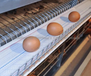 Ленты яйцесбора - Конвейерные системы и комплектующие
